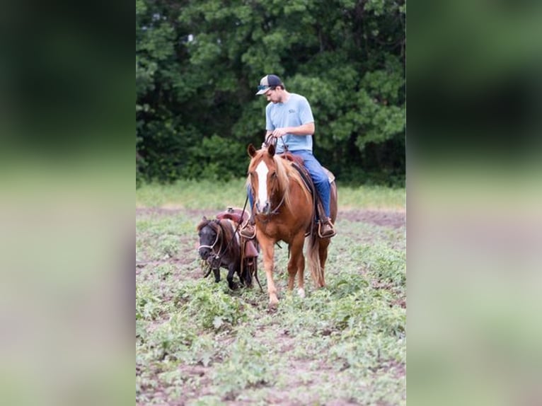 American Quarter Horse Castrone 12 Anni Sauro scuro in WEATHERFORD, TX