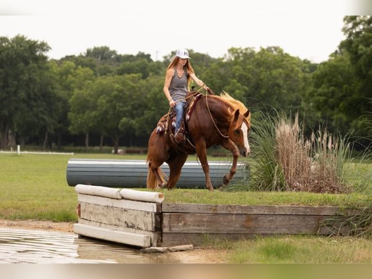 American Quarter Horse Castrone 12 Anni Sauro scuro in WEATHERFORD, TX