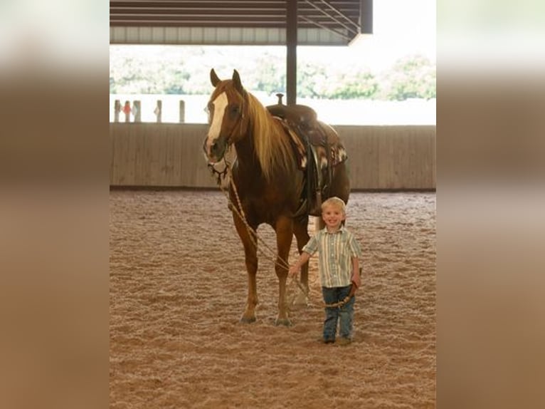 American Quarter Horse Castrone 12 Anni Sauro scuro in WEATHERFORD, TX