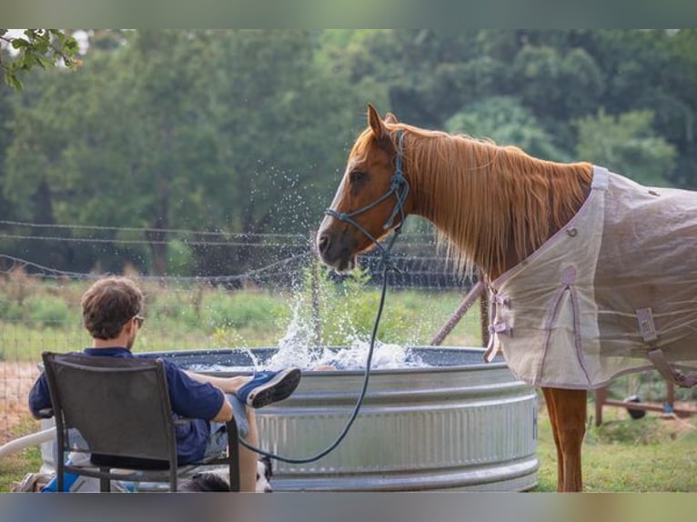 American Quarter Horse Castrone 12 Anni Sauro scuro in WEATHERFORD, TX