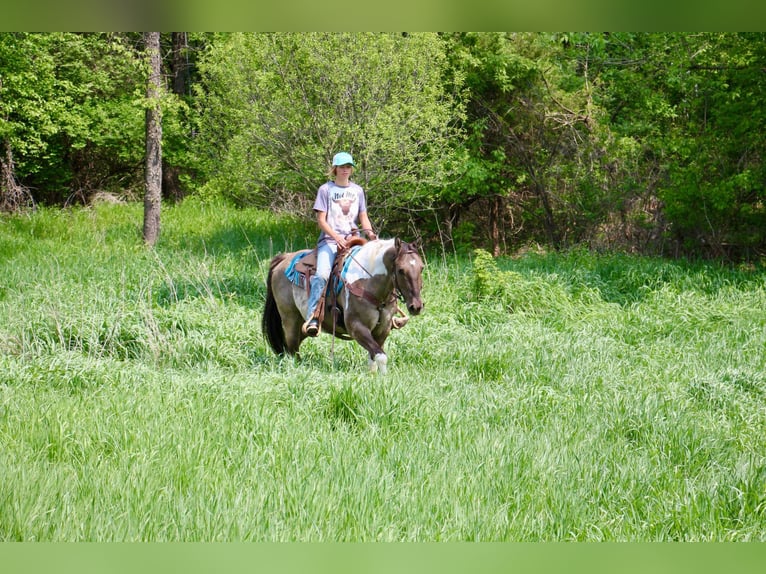 American Quarter Horse Castrone 12 Anni Tobiano-tutti i colori in Highland MI