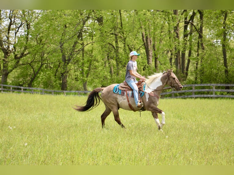 American Quarter Horse Castrone 12 Anni Tobiano-tutti i colori in Highland MI