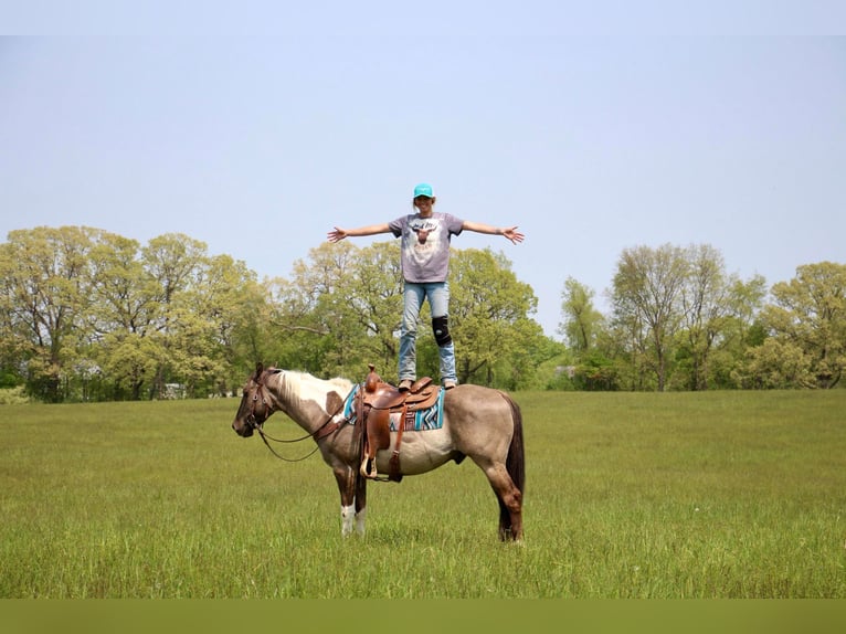 American Quarter Horse Castrone 12 Anni Tobiano-tutti i colori in Highland MI