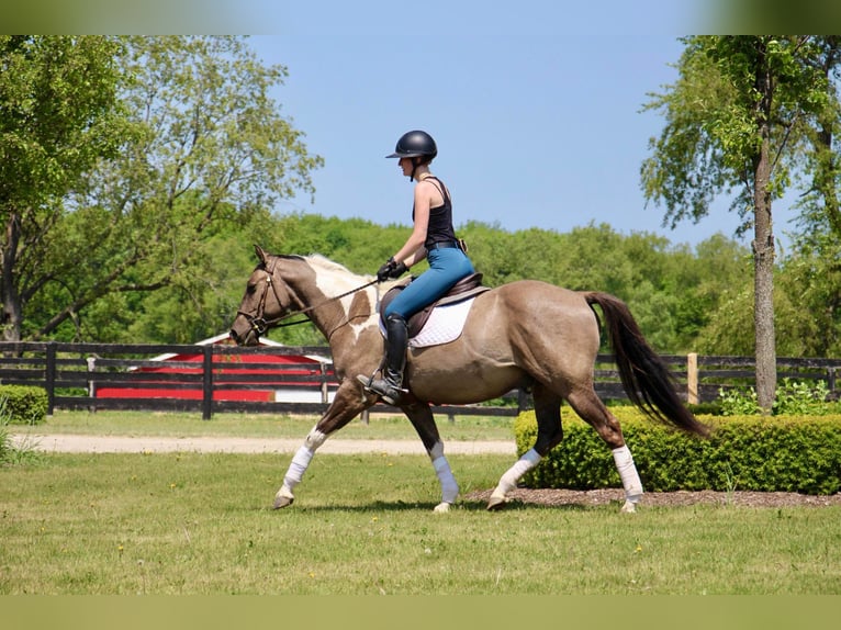 American Quarter Horse Castrone 12 Anni Tobiano-tutti i colori in Highland MI