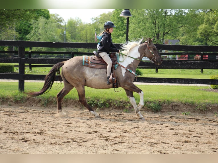 American Quarter Horse Castrone 12 Anni Tobiano-tutti i colori in Highland MI