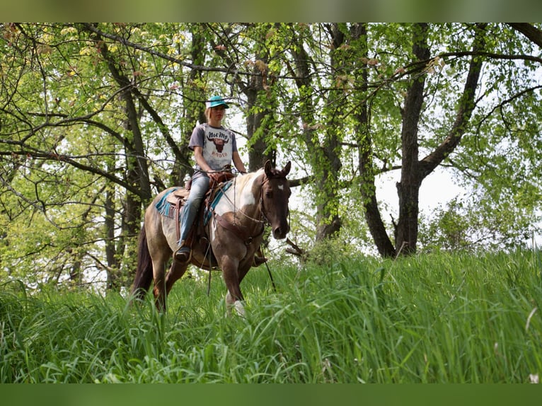 American Quarter Horse Castrone 12 Anni Tobiano-tutti i colori in Highland MI