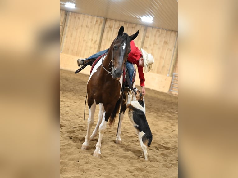 American Quarter Horse Castrone 12 Anni Tobiano-tutti i colori in Millersburg OH