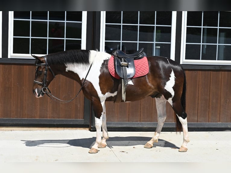 American Quarter Horse Castrone 12 Anni Tobiano-tutti i colori in Millersburg OH