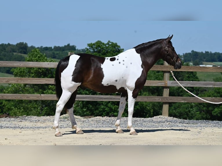 American Quarter Horse Castrone 12 Anni Tobiano-tutti i colori in Millersburg OH