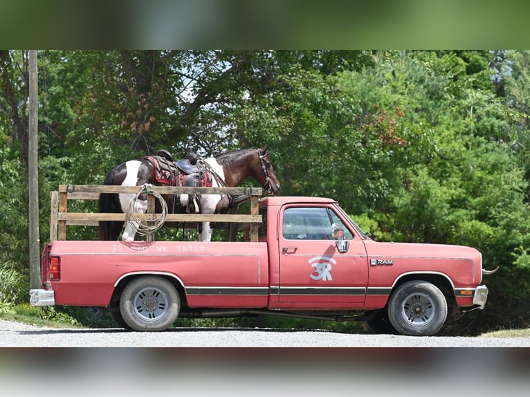 American Quarter Horse Castrone 12 Anni Tobiano-tutti i colori in Millersburg OH