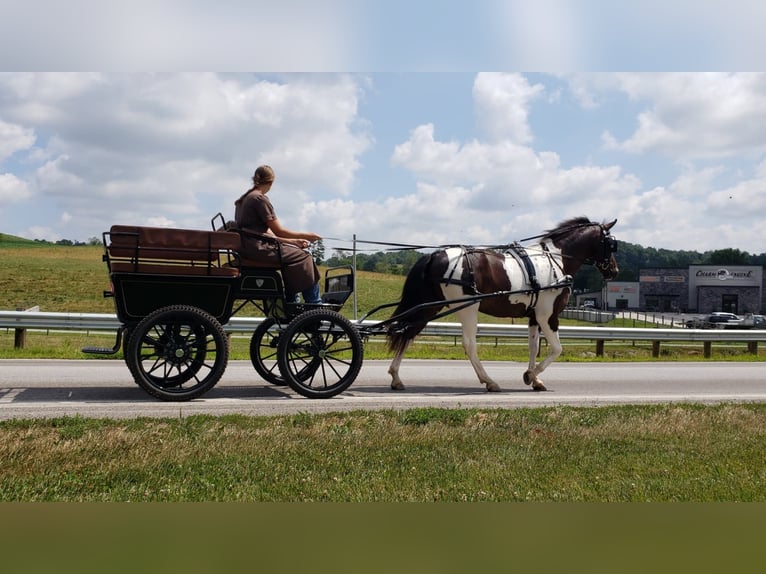 American Quarter Horse Castrone 12 Anni Tobiano-tutti i colori in Millersburg OH