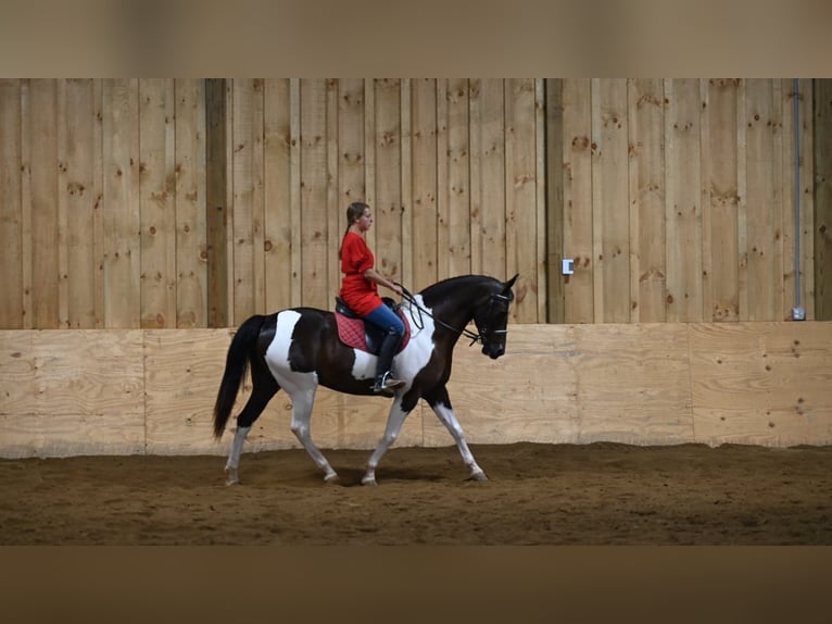 American Quarter Horse Castrone 12 Anni Tobiano-tutti i colori in Millersburg OH