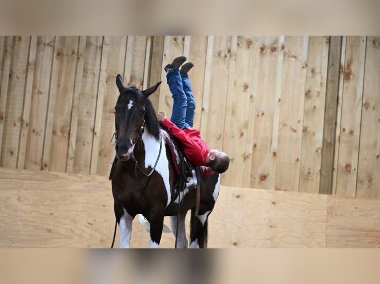 American Quarter Horse Castrone 12 Anni Tobiano-tutti i colori in Millersburg OH