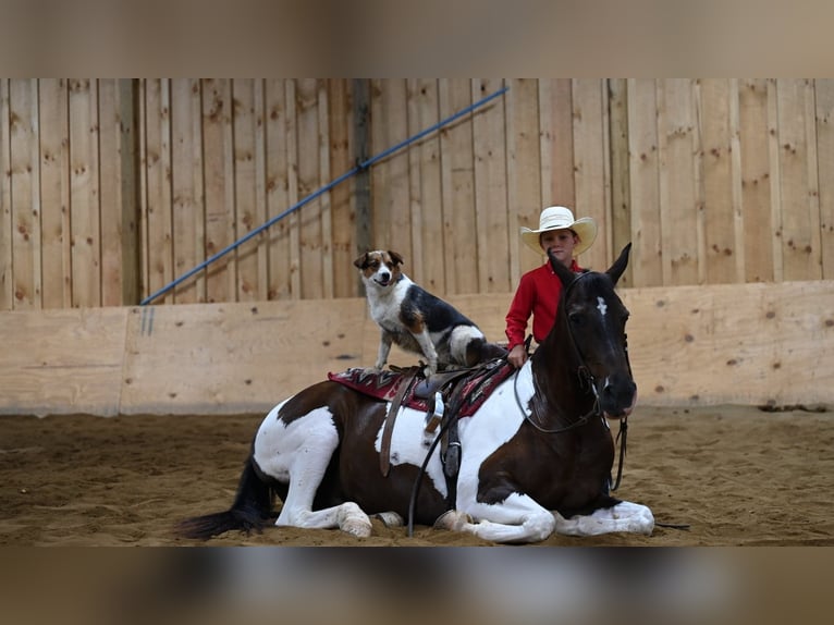 American Quarter Horse Castrone 12 Anni Tobiano-tutti i colori in Millersburg OH