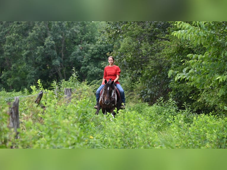 American Quarter Horse Castrone 12 Anni Tobiano-tutti i colori in Millersburg OH