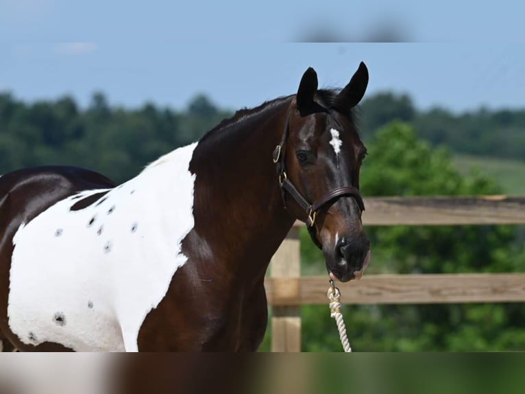 American Quarter Horse Castrone 12 Anni Tobiano-tutti i colori in Millersburg OH