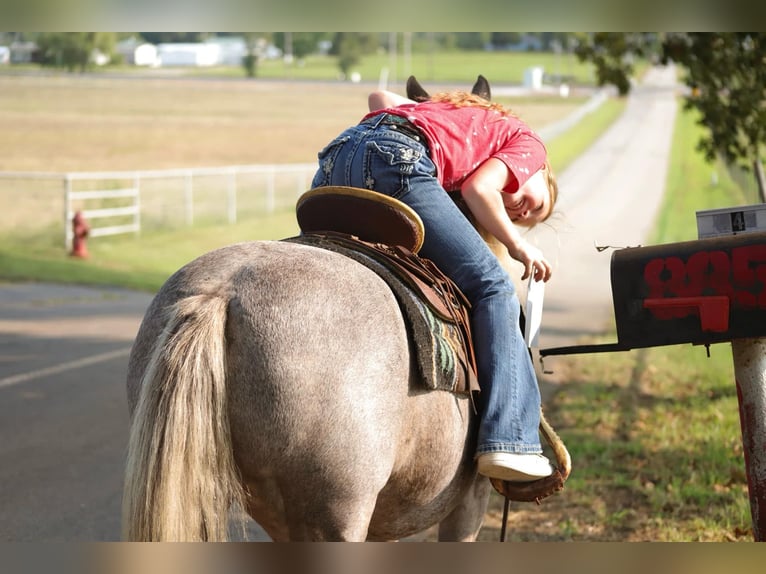 American Quarter Horse Castrone 13 Anni 119 cm Baio in Sallisaw OK