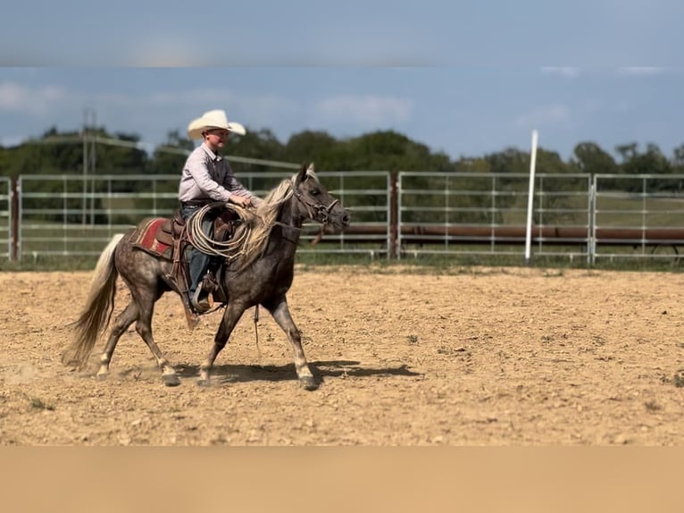 American Quarter Horse Castrone 13 Anni 122 cm Baio in wallingford Ky