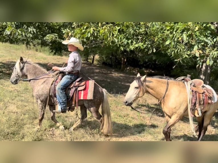 American Quarter Horse Castrone 13 Anni 122 cm Baio in wallingford Ky