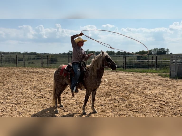 American Quarter Horse Castrone 13 Anni 122 cm Baio in wallingford Ky