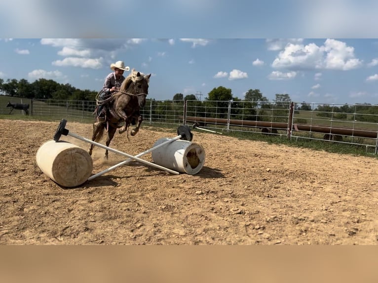 American Quarter Horse Castrone 13 Anni 122 cm Baio in wallingford Ky