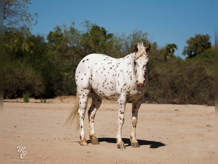 American Quarter Horse Castrone 13 Anni 130 cm Roano rosso in Wickenburg, AZ