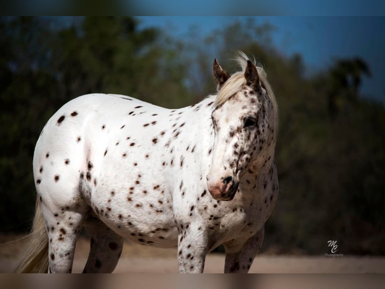 American Quarter Horse Castrone 13 Anni 130 cm Roano rosso in Wickenburg, AZ