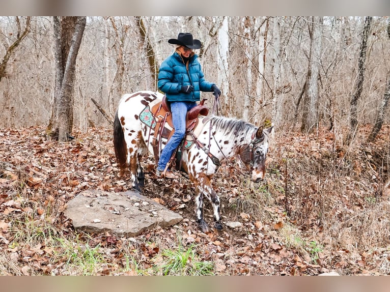 American Quarter Horse Castrone 13 Anni 132 cm Baio ciliegia in Flemingsburg Ky