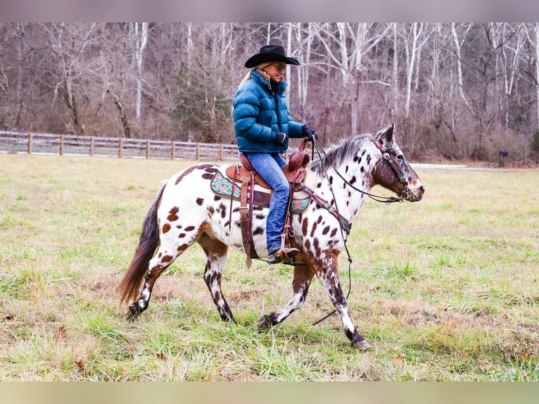 American Quarter Horse Castrone 13 Anni 132 cm Baio ciliegia in Flemingsburg Ky