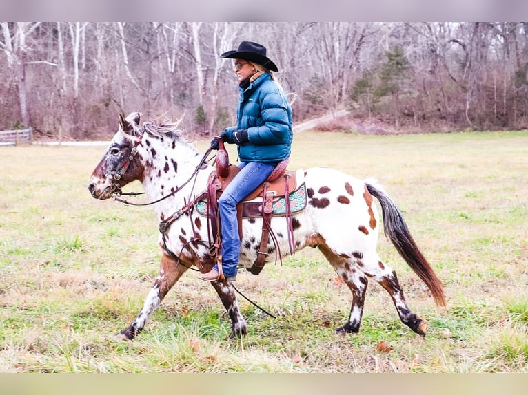 American Quarter Horse Castrone 13 Anni 132 cm Baio ciliegia in Flemingsburg Ky