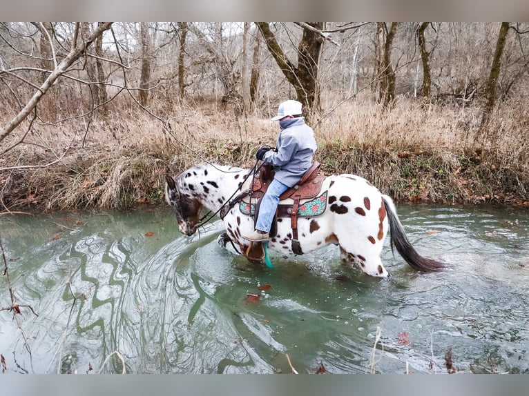 American Quarter Horse Castrone 13 Anni 132 cm Baio ciliegia in Flemingsburg Ky