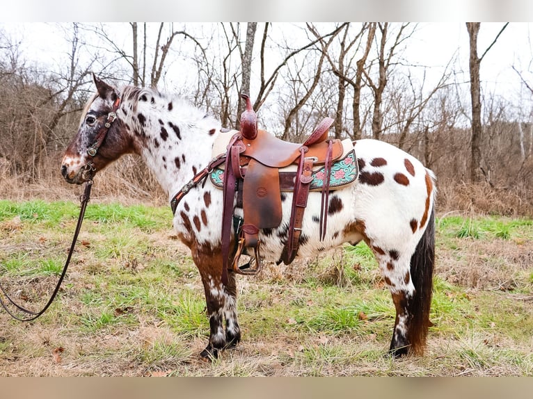 American Quarter Horse Castrone 13 Anni 132 cm Baio ciliegia in Flemingsburg Ky