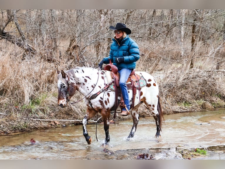 American Quarter Horse Castrone 13 Anni 132 cm Baio ciliegia in Flemingsburg Ky