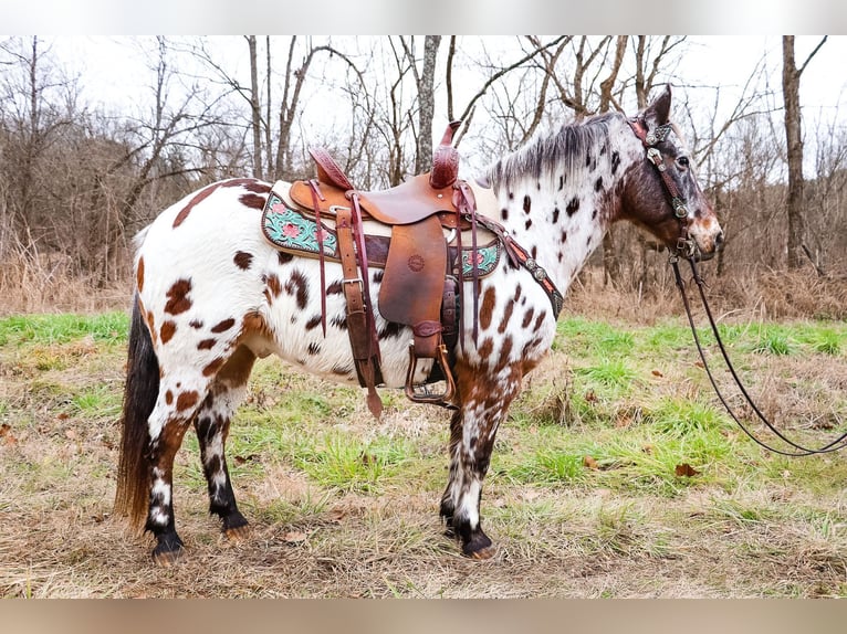 American Quarter Horse Castrone 13 Anni 132 cm Baio ciliegia in Flemingsburg Ky