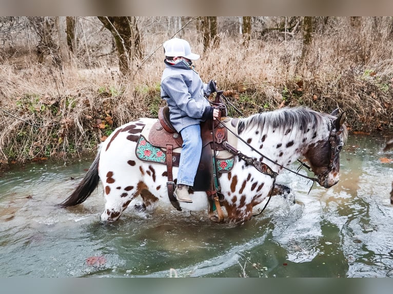 American Quarter Horse Castrone 13 Anni 132 cm Baio ciliegia in Flemingsburg Ky