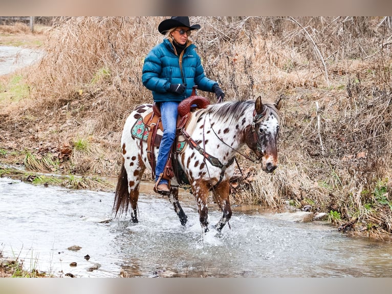 American Quarter Horse Castrone 13 Anni 132 cm Baio ciliegia in Flemingsburg Ky