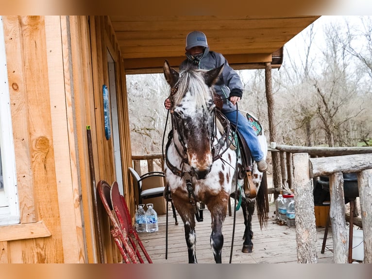 American Quarter Horse Castrone 13 Anni 132 cm Baio ciliegia in Flemingsburg Ky