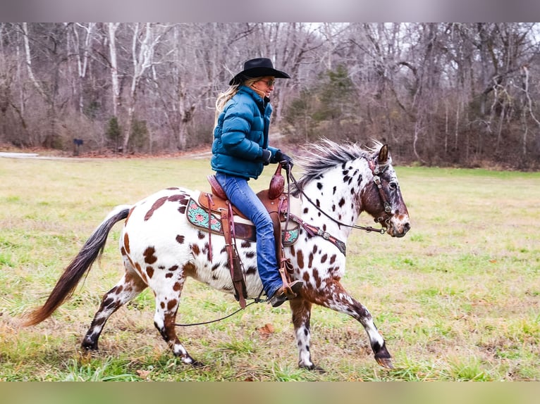 American Quarter Horse Castrone 13 Anni 132 cm Baio ciliegia in Flemingsburg Ky