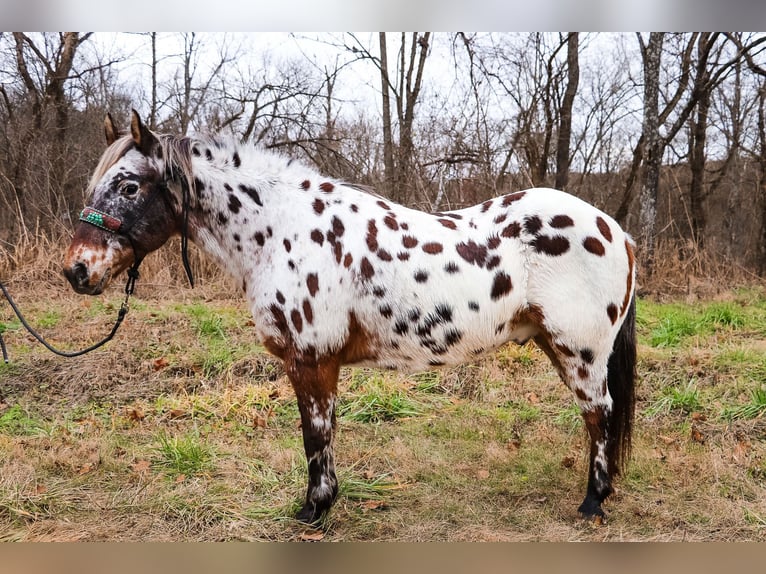 American Quarter Horse Castrone 13 Anni 132 cm Baio ciliegia in Flemingsburg Ky