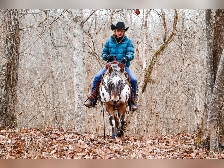 American Quarter Horse Castrone 13 Anni 132 cm Baio ciliegia in Flemingsburg Ky