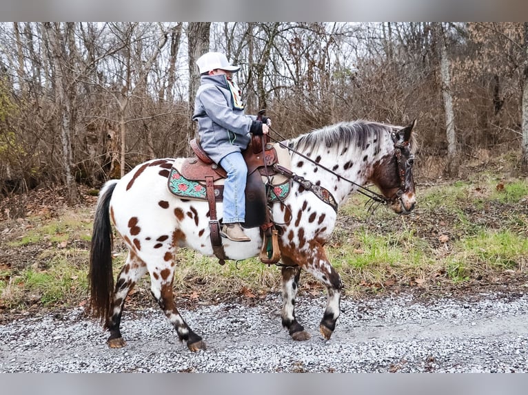 American Quarter Horse Castrone 13 Anni 132 cm Baio ciliegia in Flemingsburg Ky