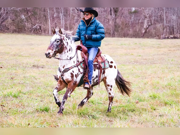 American Quarter Horse Castrone 13 Anni 132 cm Baio ciliegia in Flemingsburg Ky