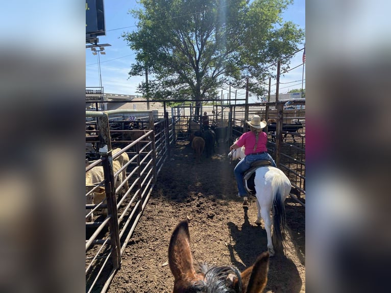 American Quarter Horse Castrone 13 Anni 132 cm Tobiano-tutti i colori in Canton TX