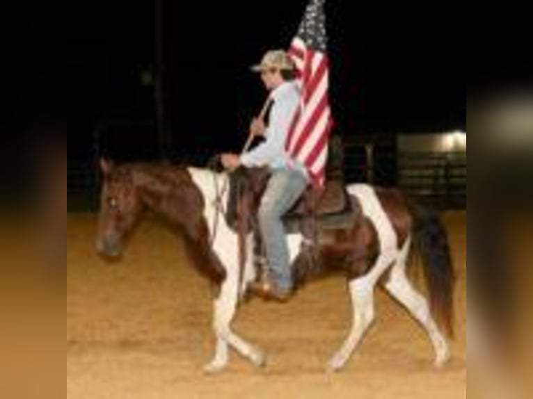 American Quarter Horse Castrone 13 Anni 135 cm Tobiano-tutti i colori in Stephenville TX