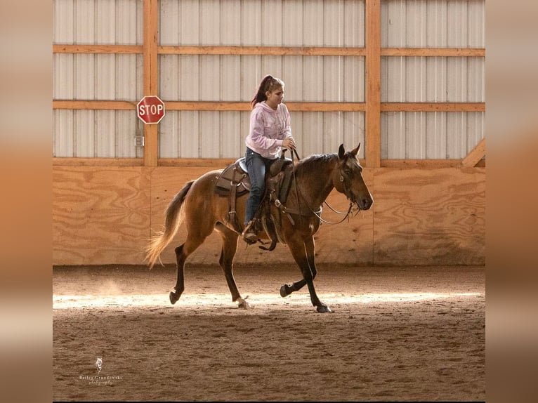 American Quarter Horse Castrone 13 Anni 137 cm Baio ciliegia in Everett, PA