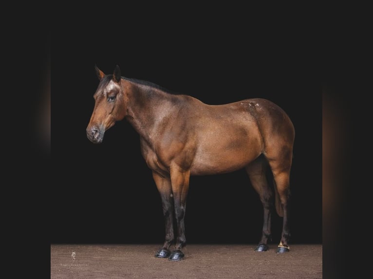 American Quarter Horse Castrone 13 Anni 137 cm Baio ciliegia in Everett, PA