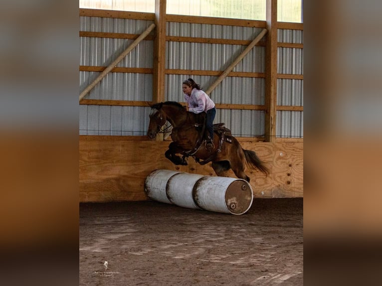 American Quarter Horse Castrone 13 Anni 137 cm Baio ciliegia in Everett, PA