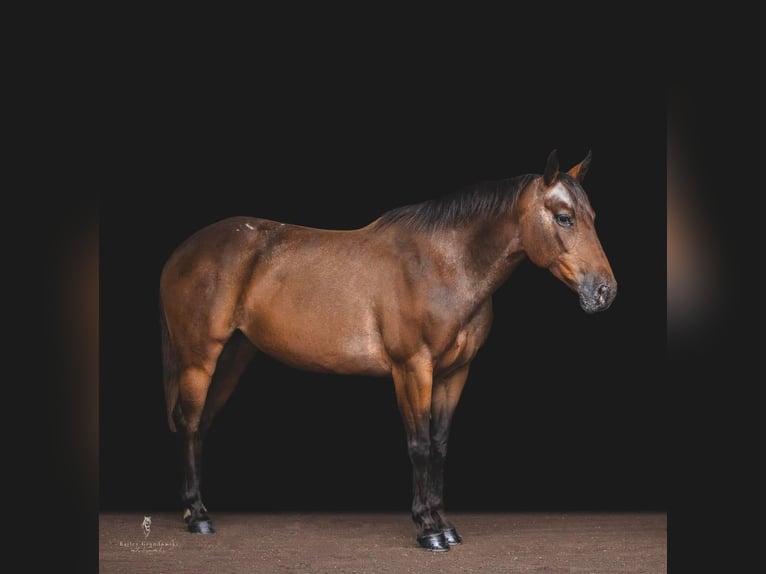 American Quarter Horse Castrone 13 Anni 137 cm Baio ciliegia in Everett, PA