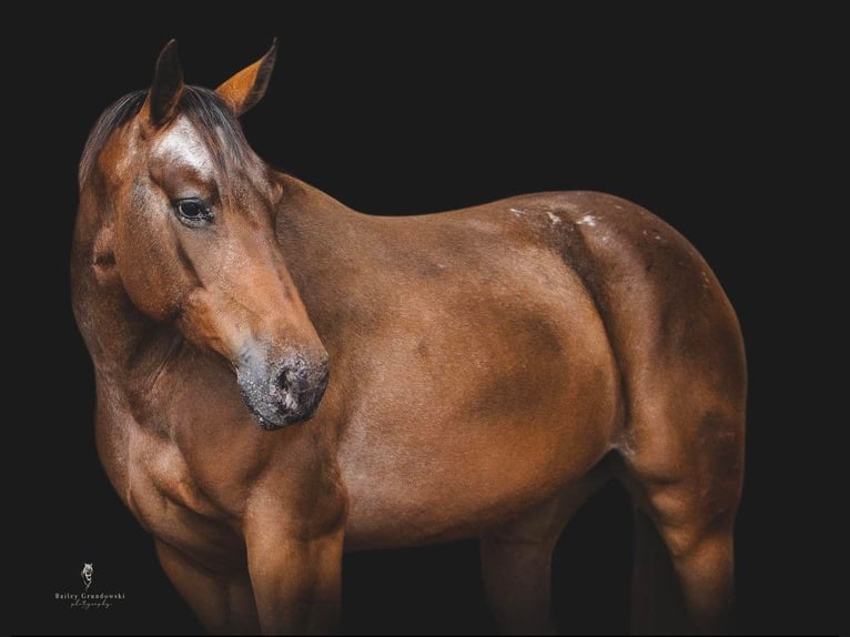 American Quarter Horse Castrone 13 Anni 137 cm Baio ciliegia in Everett, PA