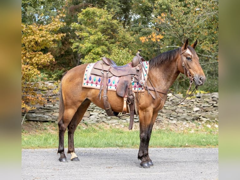 American Quarter Horse Castrone 13 Anni 137 cm Baio ciliegia in Everett, PA